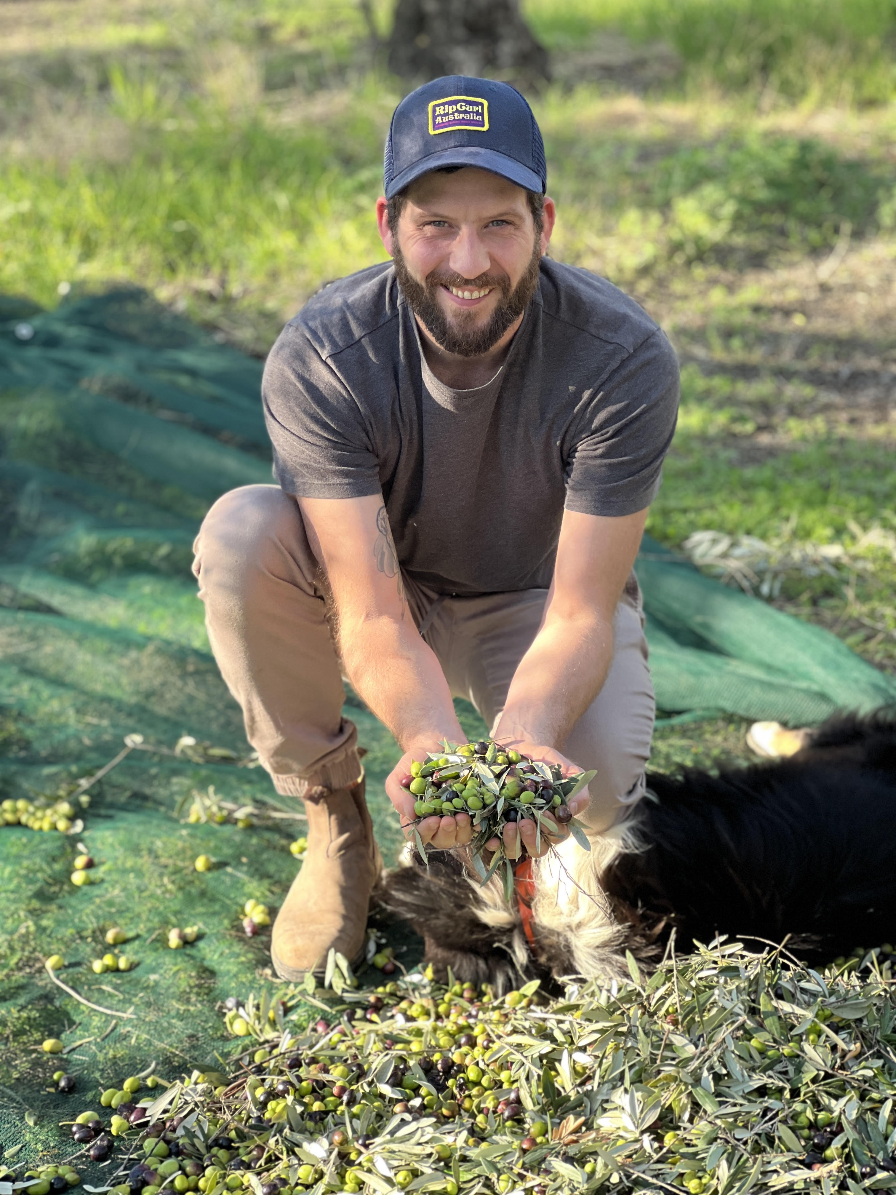 Aurelius founder Mike George crouching outdoors and holding freshly harvested olives above collection nets.